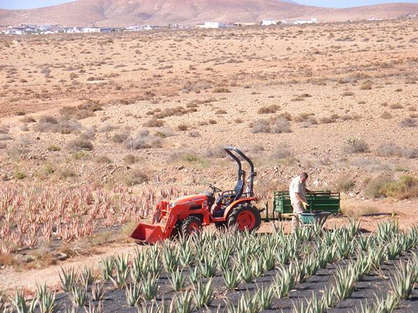 ALOE PLANTATION
