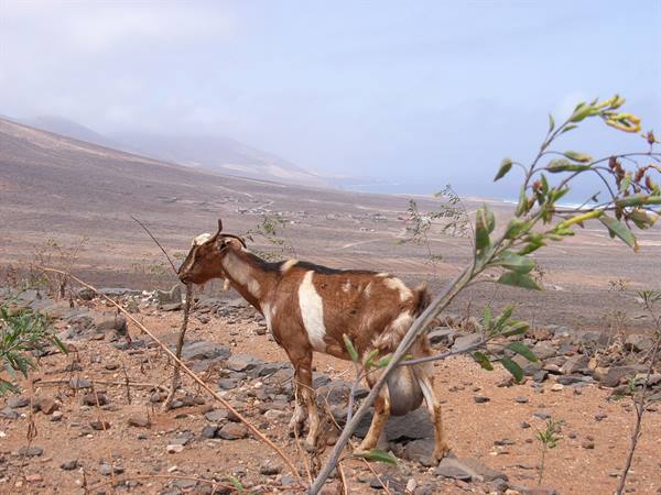 THE GOAT SYMBOL OF FUERTE !