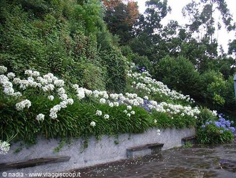 MADEIRA - FLOWERS