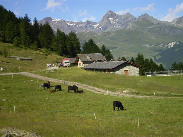 farm