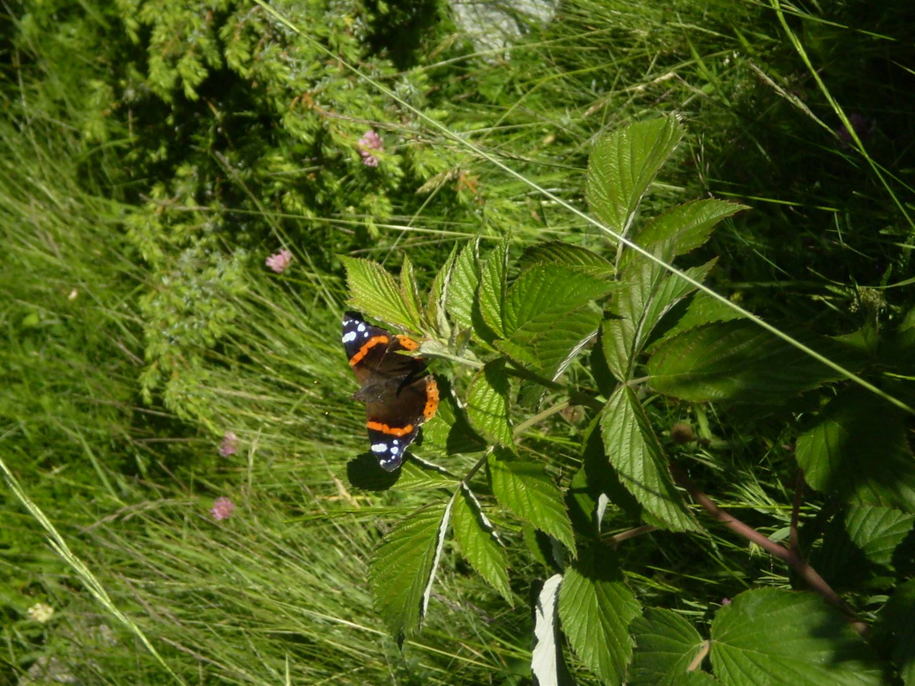 colourful fauna