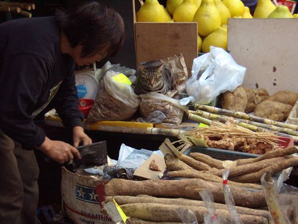 Yikes! A cat on top of the food for sale! As if nothing happened...