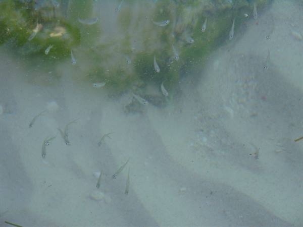 Not being a diver, this is the most I managed to photograph :)