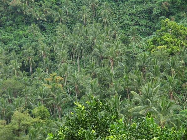 Puerto Galera - Palms, palms, palms...