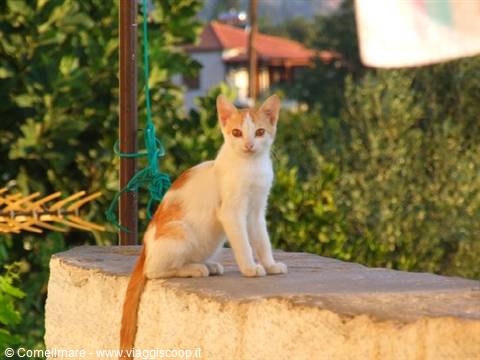Cat of Mystras