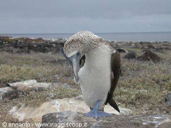 Blue-footed boobies