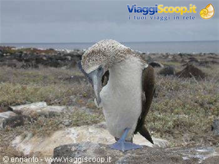 Blue-footed boobies