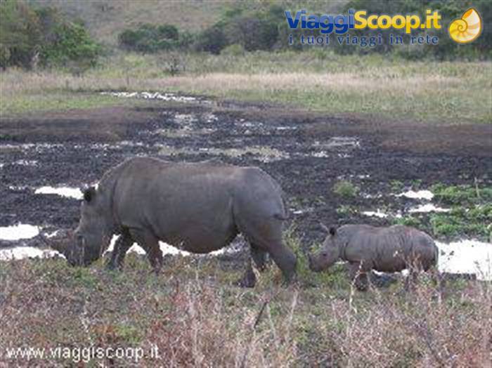 Rino mother and rino baby