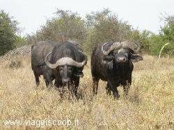 Buffaloes