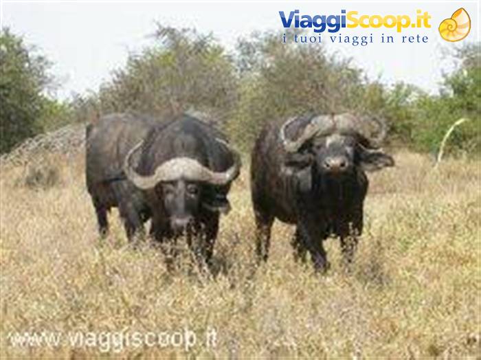 Buffaloes