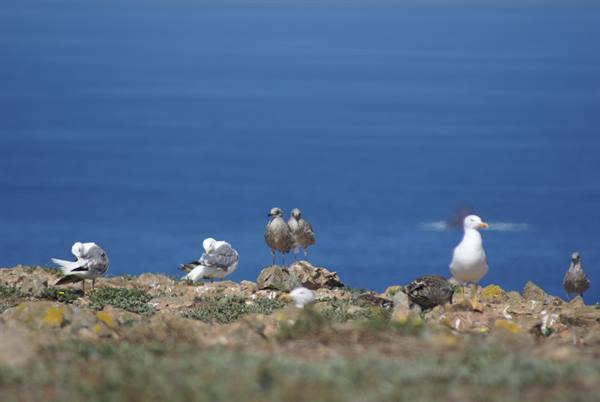 Seagulls on grassy rocks above the blue sea, natural light