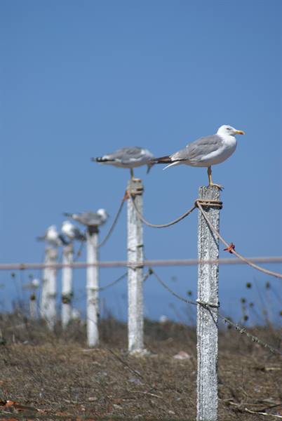 Seagulls perched on weathered wooden posts tied with ropes under blue sky