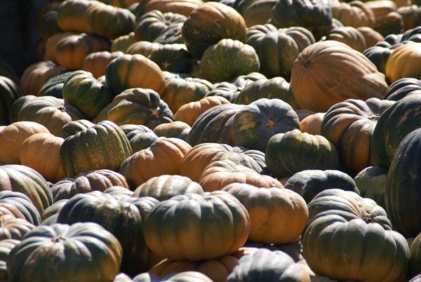 Pile of orange and green pumpkins in direct sunlight
