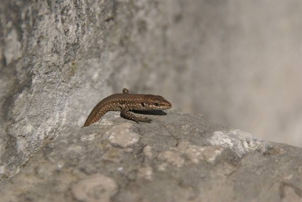 Brown lizard basking on a sunlit limestone rock