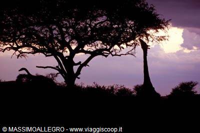 Giraffe silhouetted beside an acacia tree at dusk