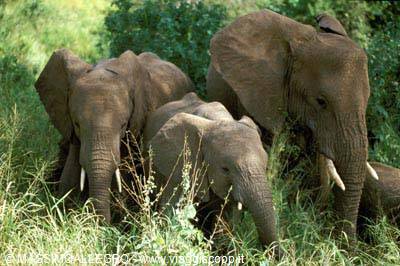 Three tusked African elephants moving through tall grass and green bush