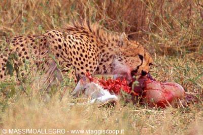 Cheetah feeding on its prey in dry savanna grass