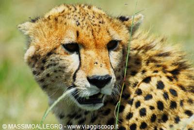 Cheetah among blades of green grass, natural light on spotted coat