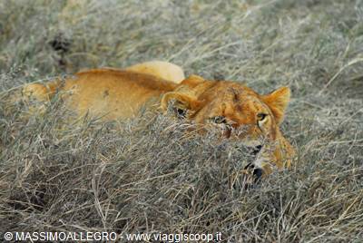 Lioness lying hidden in dry savannah grass
