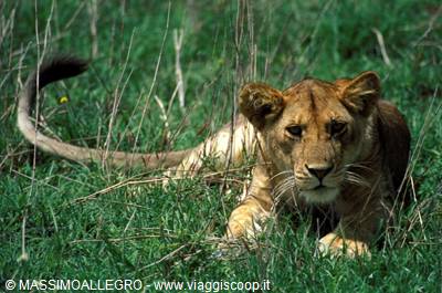 Young lioness lying in green grass, tail raised, natural daylight