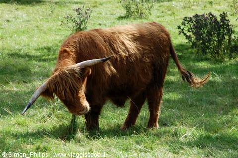 Shaggy Highland cow with long horns grazing in a green meadow