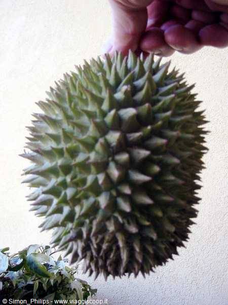 A hand holds up a spiky green durian against a light wall