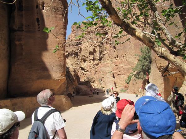 Moses' fig tree