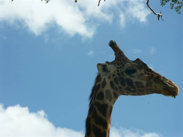 Giraffe head against blue sky with clouds, green branches above