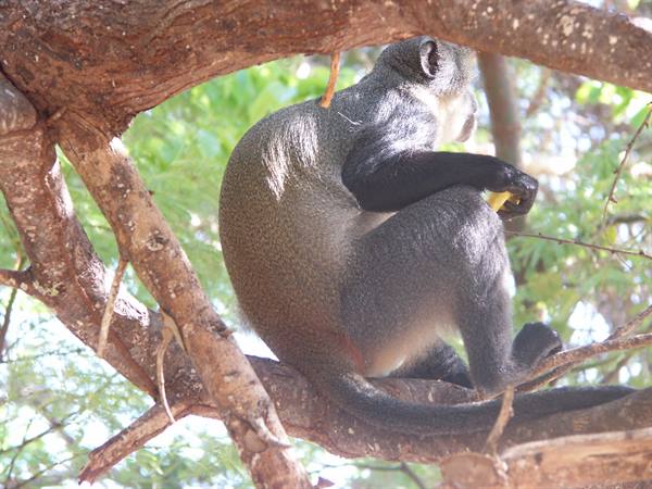 Vervet monkey sitting on a thorny branch eating a yellow fruit