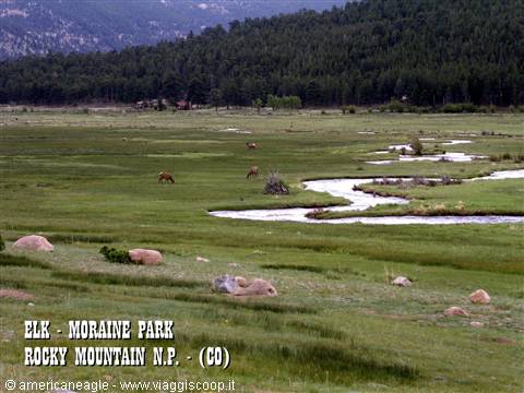 Elk grazing in Moraine Park meadow, Rocky Mountain, winding river and forest