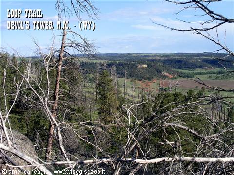 Devil's Tower: dead pine branches on the loop trail, green forests below
