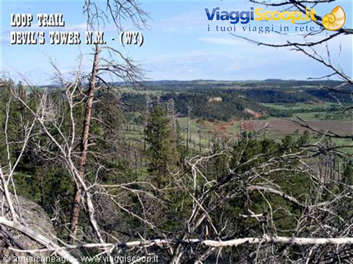 Devil's Tower: dead pine branches on the loop trail, green forests below
