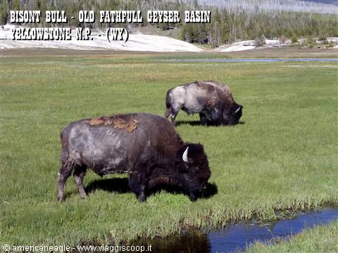 Two bison grazing on green grass near a stream, Old Faithful, Yellowstone