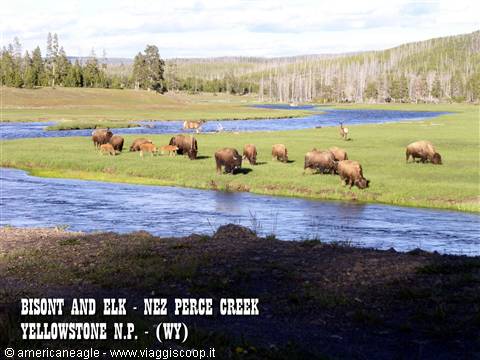 Bison and elk grazing along Nez Perce Creek, Yellowstone