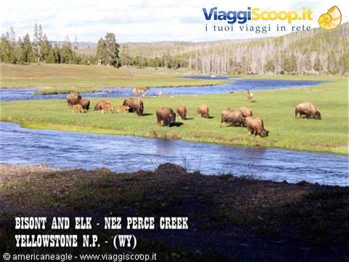 Bison and elk grazing along Nez Perce Creek, Yellowstone