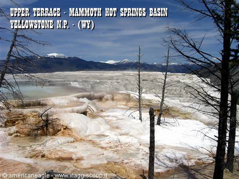 Mammoth Hot Springs, Yellowstone: white limestone terraces among dead trees and snowy peaks