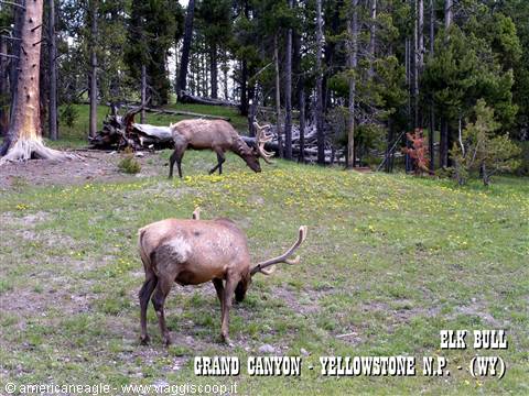Two bull elk grazing in a meadow of yellow flowers among pines, Yellowstone