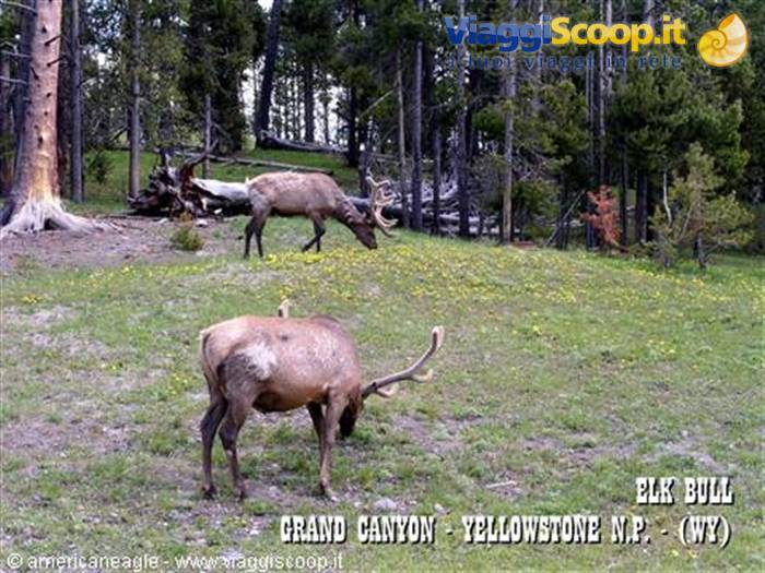 Two bull elk grazing in a meadow of yellow flowers among pines, Yellowstone