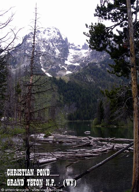 Christian Pond at Grand Teton: floating logs, pines and snowy peaks
