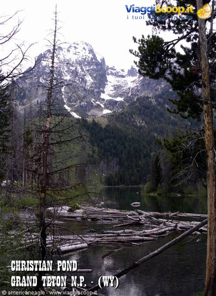 Christian Pond at Grand Teton: floating logs, pines and snowy peaks