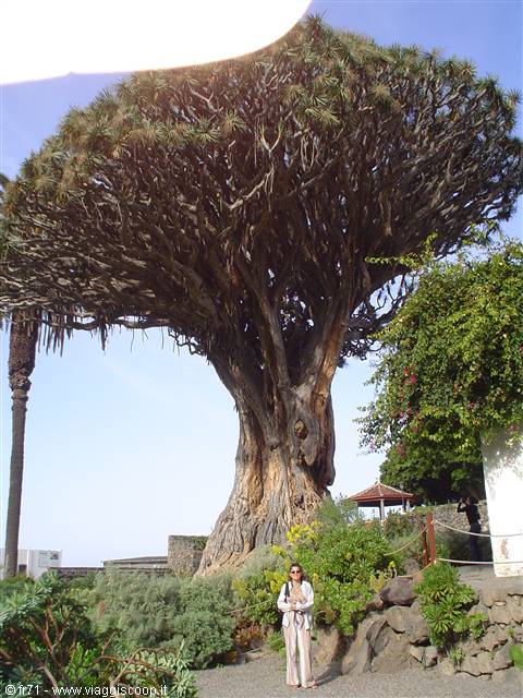Woman beside the ancient dragon tree of Icod de los Vinos, Tenerife