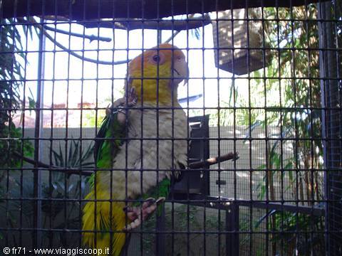 LORO PARQUE PARROTS