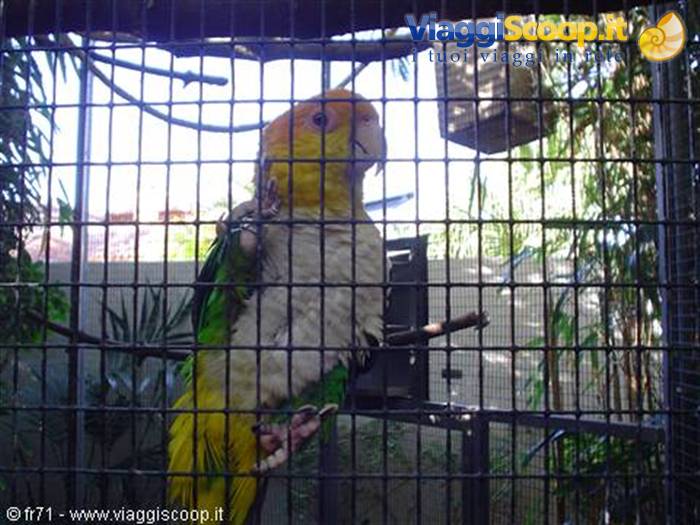 LORO PARQUE PARROTS