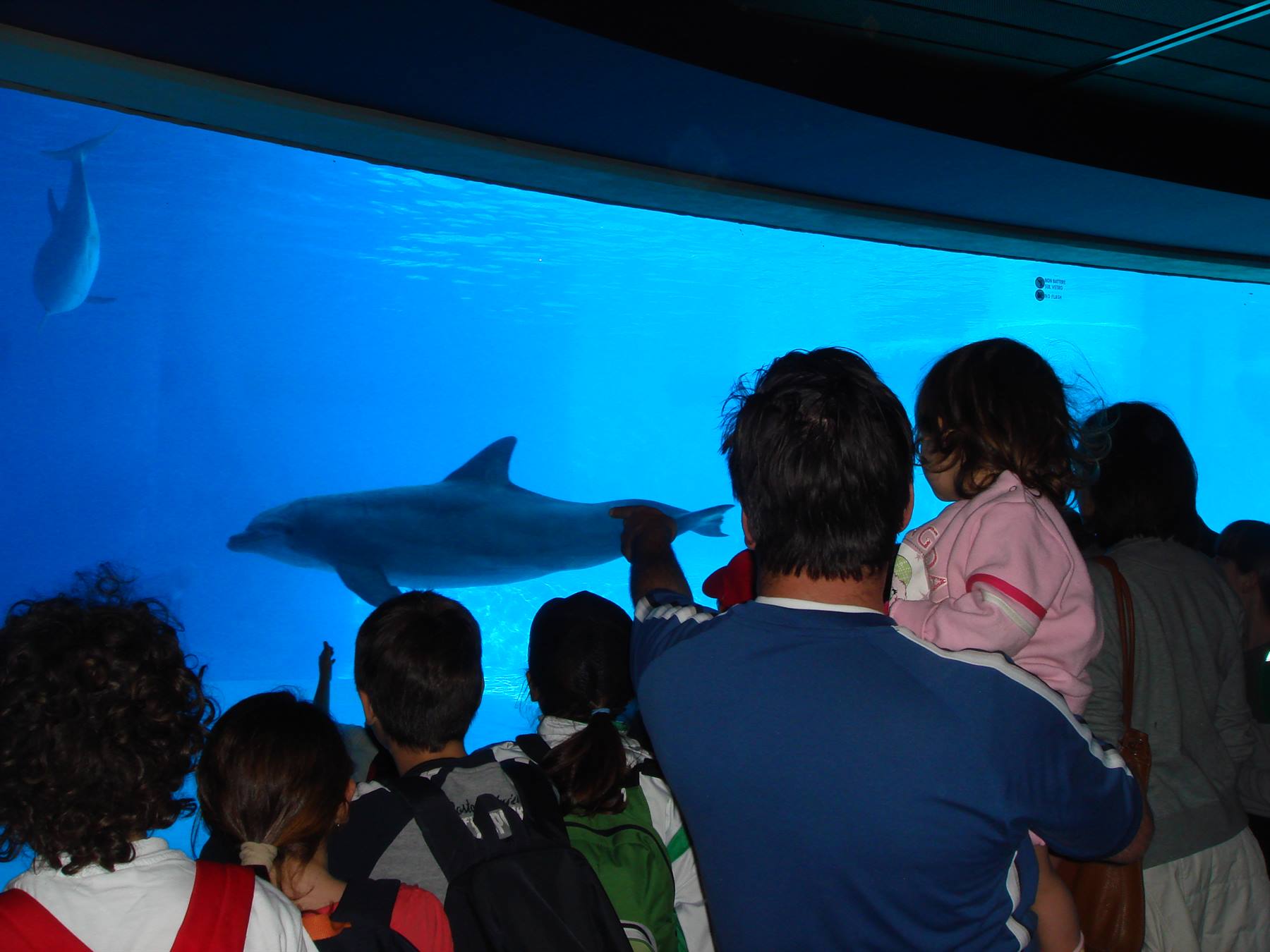 OLTREMARE DOLPHINS