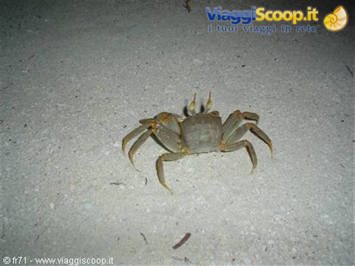 CRAB