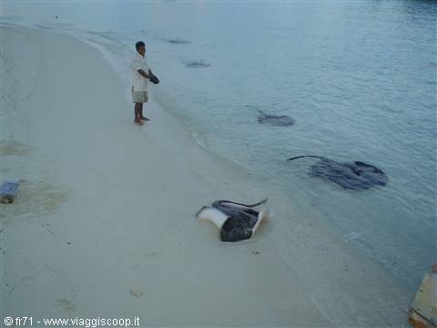 FISH ASHORE