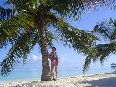 PALMS AND SEA