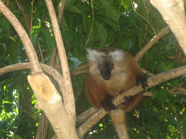 lemurs