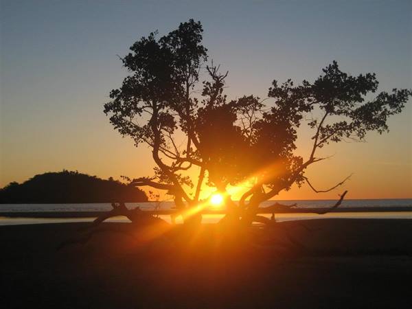 Silhouetted tree on the beach, sun rays filtering through its branches