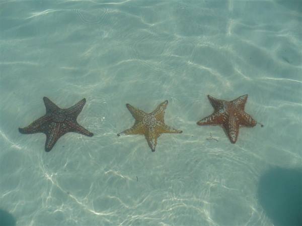 starfish